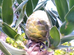 Leucadendron argenteum