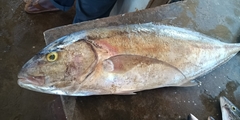 Seriola dumerili