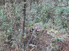 Sciurus carolinensis