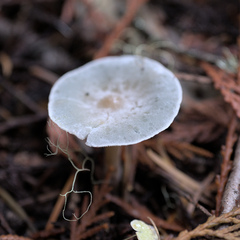 Clitocybe odora pacifica