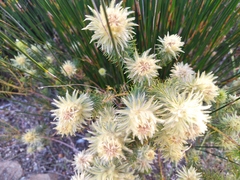 Phylica pubescens