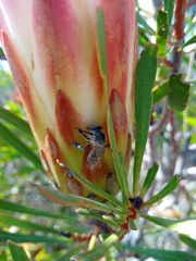 Apis mellifera scutellata