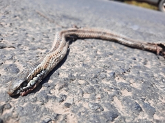 Philodryas chamissonis