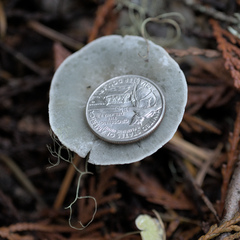 Clitocybe odora pacifica