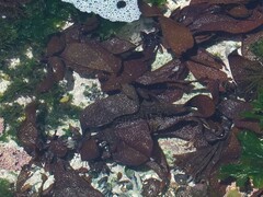 Pachymenia