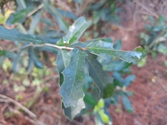 Quercus