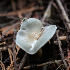 Clitocybe odora pacifica