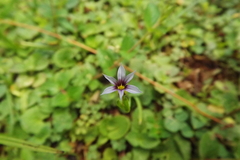 Sisyrinchium micranthum