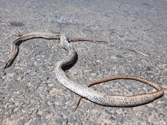 Philodryas chamissonis