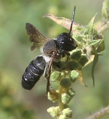 Megachile sculpturalis