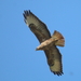 Buteo buteo menetriesi - Photo (c) Andrew Bazdyrev, some rights reserved (CC BY), uploaded by Andrew Bazdyrev