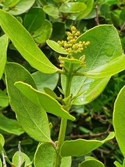 Olea capensis capensis