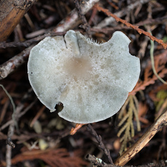 Clitocybe odora pacifica