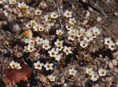 Leptosiphon lemmonii