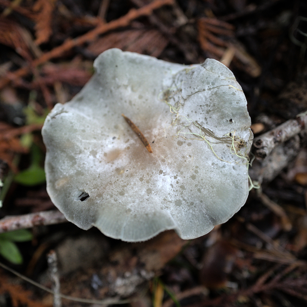 Clitocybe odora pacifica from Idaho, Idaho, United States on October 30, 2022 at 1230 PM by Wes