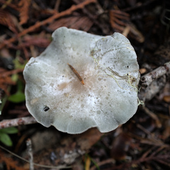 Clitocybe odora pacifica