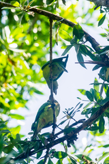 Eupsittula canicularis