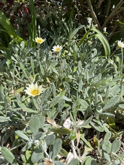 Gazania
