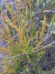 Erica multumbellifera
