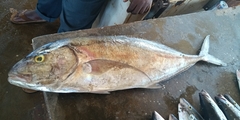 Seriola dumerili