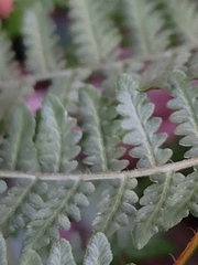 Pteridium aquilinum capense