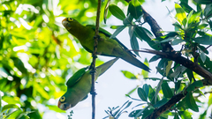 Eupsittula canicularis