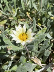 Gazania