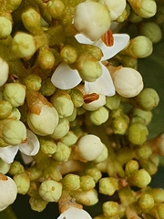 Olea capensis capensis