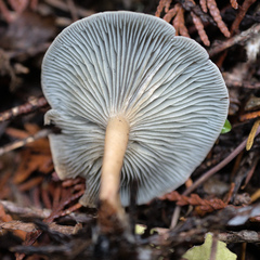 Clitocybe odora pacifica