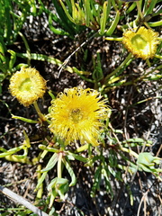 Conicosia pugioniformis