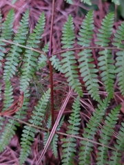 Pteridium aquilinum capense