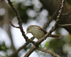 Prinia maculosa