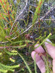Erica multumbellifera