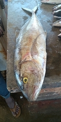 Seriola dumerili