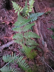 Pteridium aquilinum capense