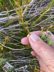 Erica multumbellifera