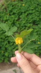 Arachis pintoi