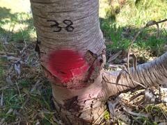 Leucadendron argenteum