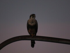 Falco femoralis