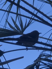 Mimus polyglottos
