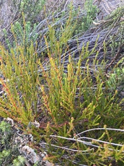 Erica multumbellifera