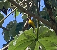 Icterus nigrogularis