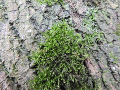 Rhynchostegium confertum