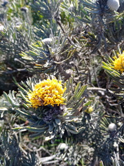 Leucospermum tomentosum