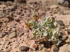 Atriplex saccaria