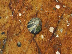 Scutellastra granularis