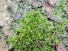 Rhynchostegium confertum