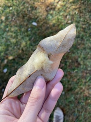 Neuroterus laurifoliae