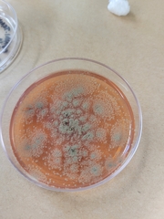 Talaromyces purpureogenus
