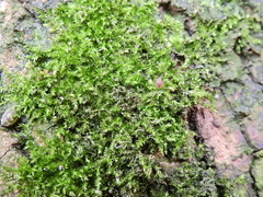 Rhynchostegium confertum